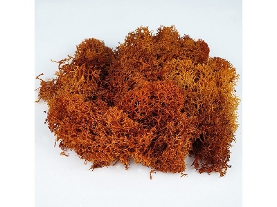 Brown Moss - image 3