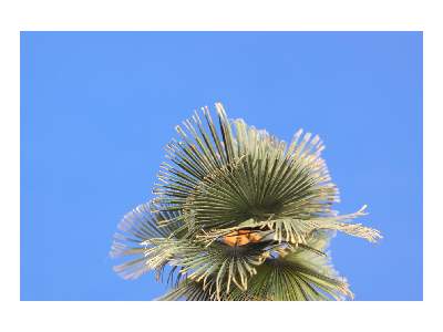 Leaves Palm Washington Filifera colour 1/35 - image 3