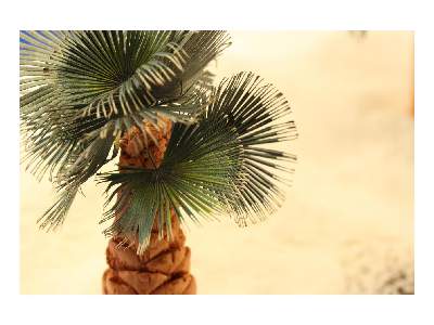Leaves Palm Washington Filifera colour 1/35 - image 4