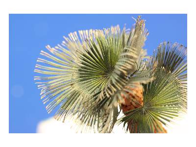 Leaves Palm Washington Filifera colour 1/35 - image 6