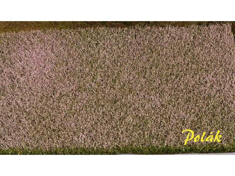 Blooming poppy field - image 1
