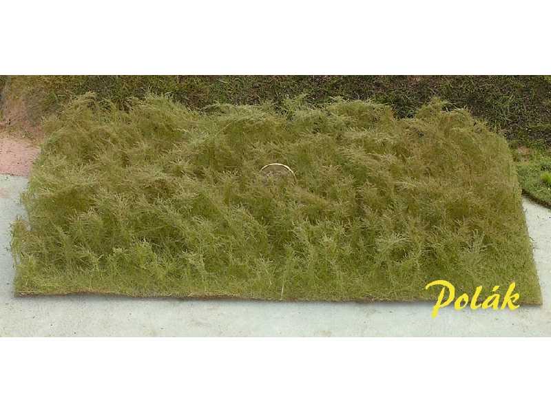 Tall grass - dry grass - image 1