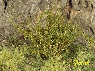 High bushes - fine leaves - green savanna - image 1