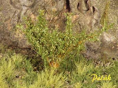 High bushes - fine leaves - medium green - image 1