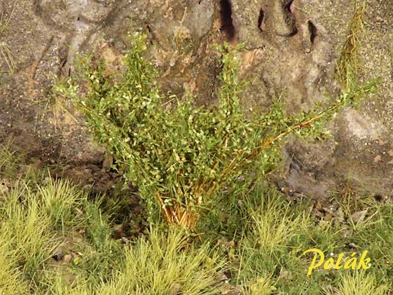 High bushes - fine leaves - medium green - image 1