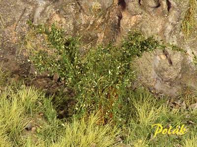 High bushes - fine leaves - green oak - image 1