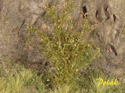 High bushes - medium leaves - green savanna - image 1