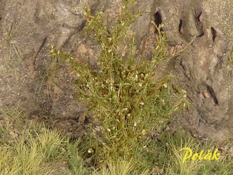 High bushes - medium leaves - green savanna - image 1