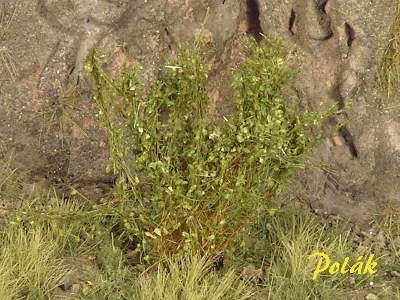 High bushes - medium leaves - green birch - image 1