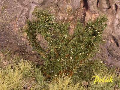 High bushes - medium leaves - green oak - image 1