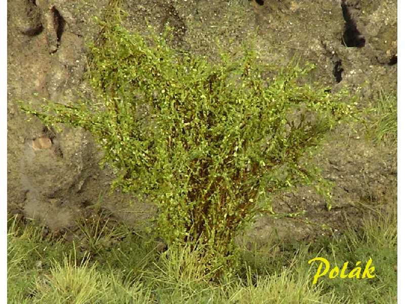 High bushes - micro leaves - green aspen - image 1