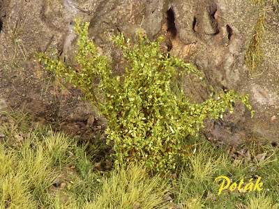 High bushes - fine leaves - green aspen - image 1