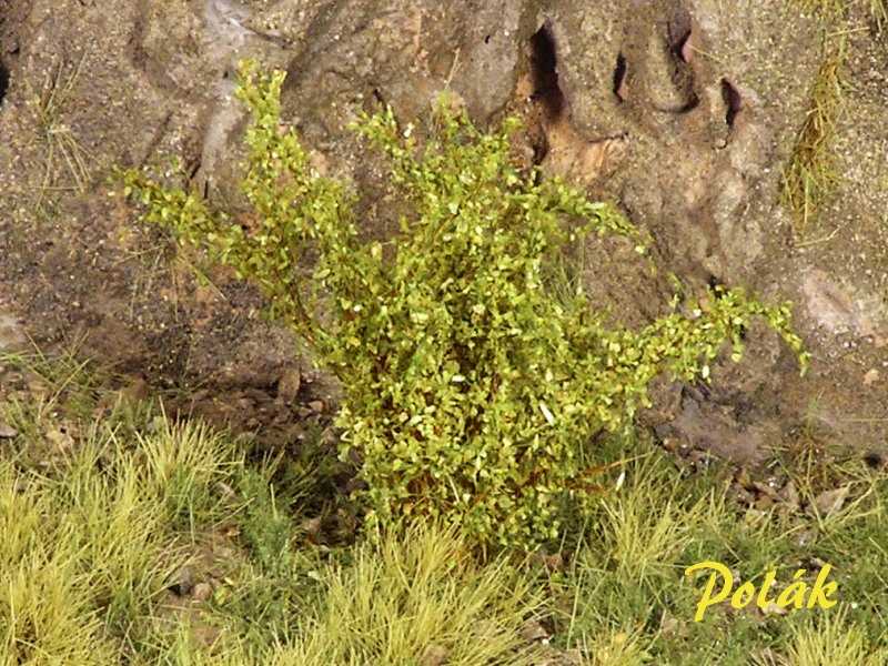 High bushes - fine leaves - green aspen - image 1