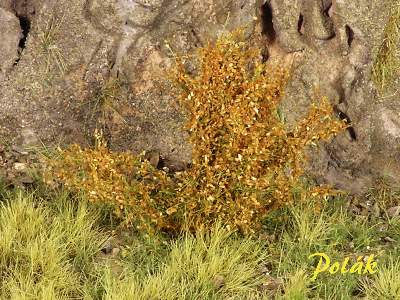 High bushes - fine leaves - dark orange - image 1