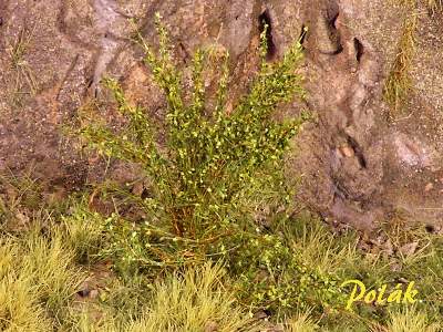 High bushes - fine leaves - green mix - image 1