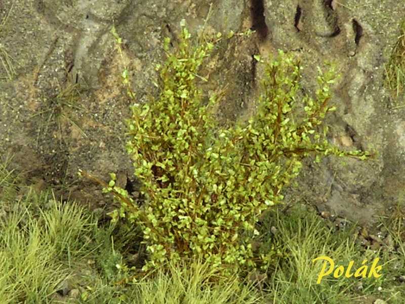 High bushes - medium leaves - green aspen - image 1