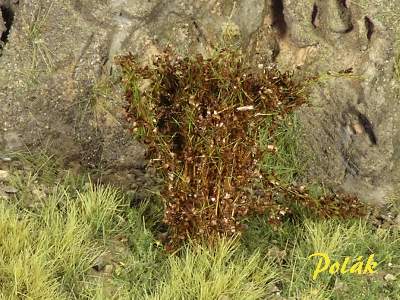 High bushes - medium leaves - brown - image 1