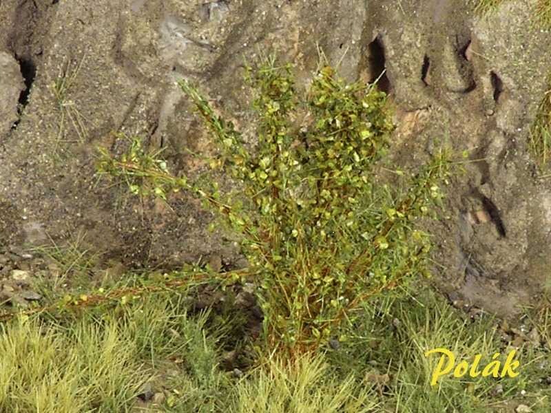 High bushes - medium leaves - green mix - image 1