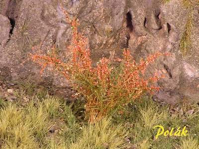 High bushes - Flowering - Red - image 1