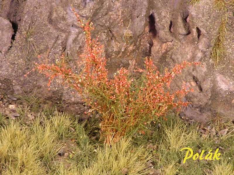 High bushes - Flowering - Red - image 1
