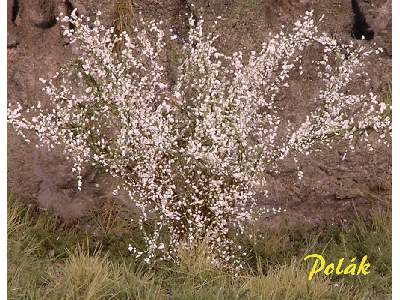 High bushes - Flowering - White - image 1