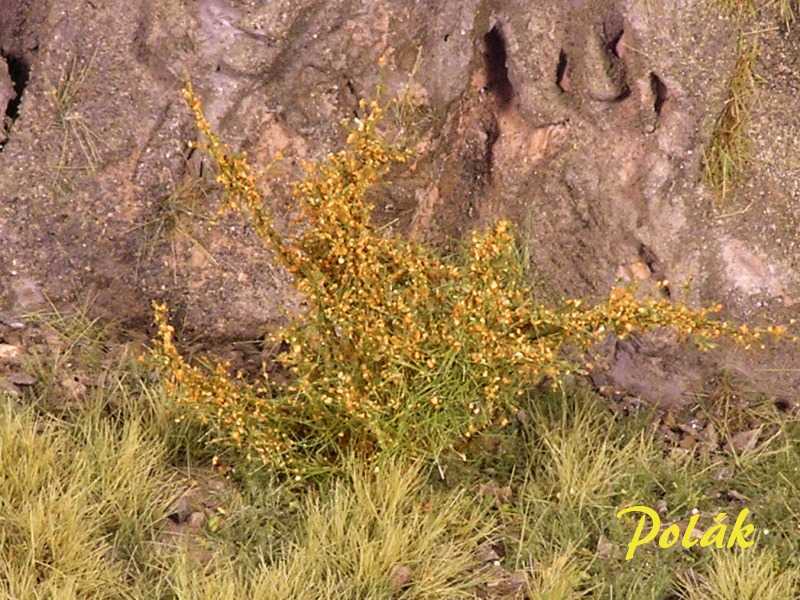 High bushes - Flowering - Orange - image 1