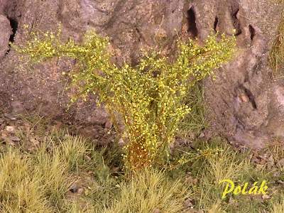 High bushes - Flowering - Ochre - image 1