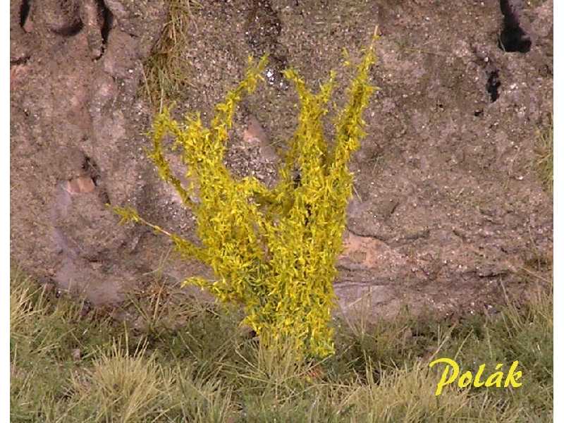 High bushes - Flowering - Golden Rain - image 1