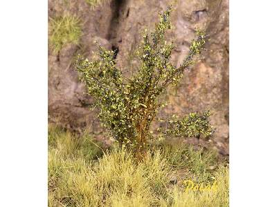 High bushes - Flowering - Sloe - image 1