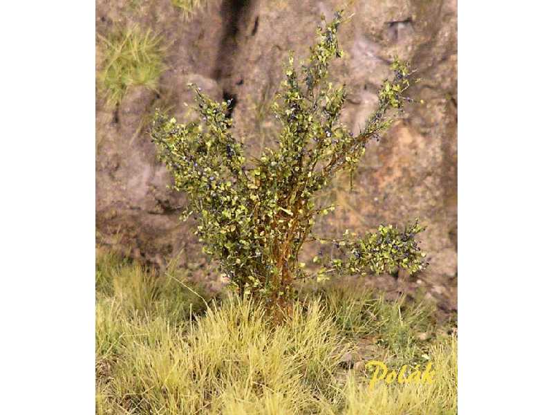 High bushes - Flowering - Sloe - image 1