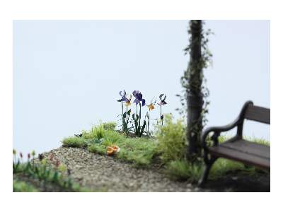 PLANTS I.  Temperate zone / garden 1/35 - image 3