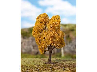 1 PREMIUM Norway maple, Autumn foliage - image 1