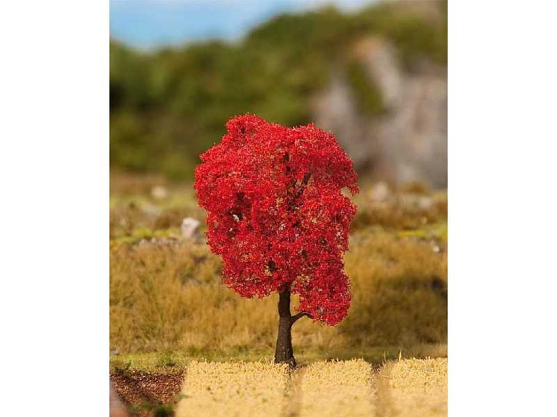 1 PREMIUM Field maple, Autumn foliage - image 1