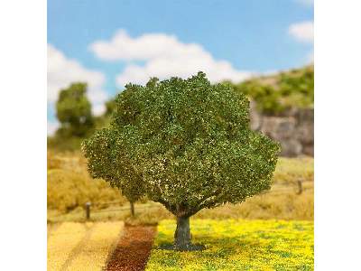1 PREMIUM Sessile oak - image 1