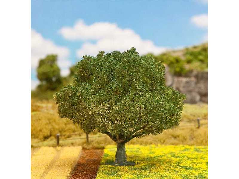 1 PREMIUM Sessile oak - image 1
