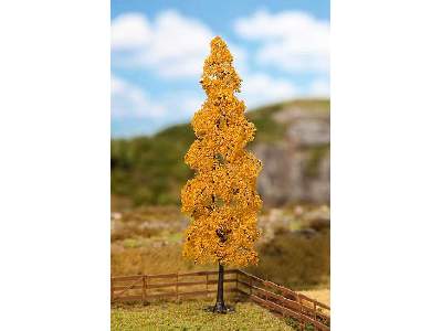 1 PREMIUM Poplar, Autumn foliage - image 1