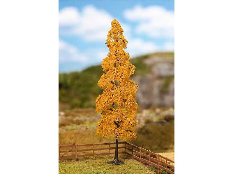 1 PREMIUM Poplar, Autumn foliage - image 1
