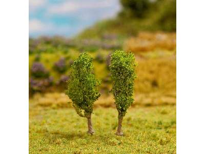 2 PREMIUM Hazel shrubs - image 1