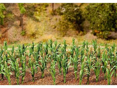 36 Maize plants - image 1