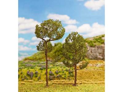 2 PREMIUM High standing scots pines - image 1