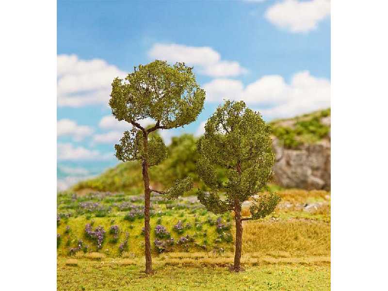 2 PREMIUM High standing scots pines - image 1