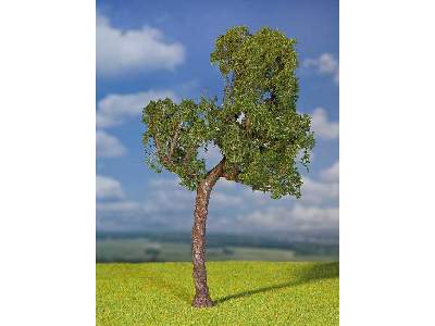 1 PREMIUM Scots pine - image 1