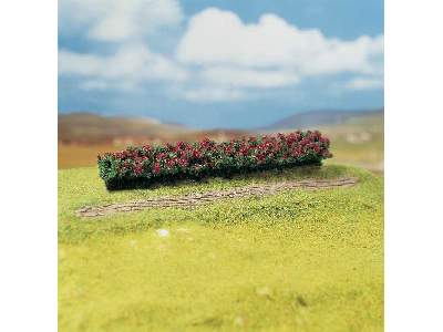 3 PREMIUM Hedges, red blooming - image 1