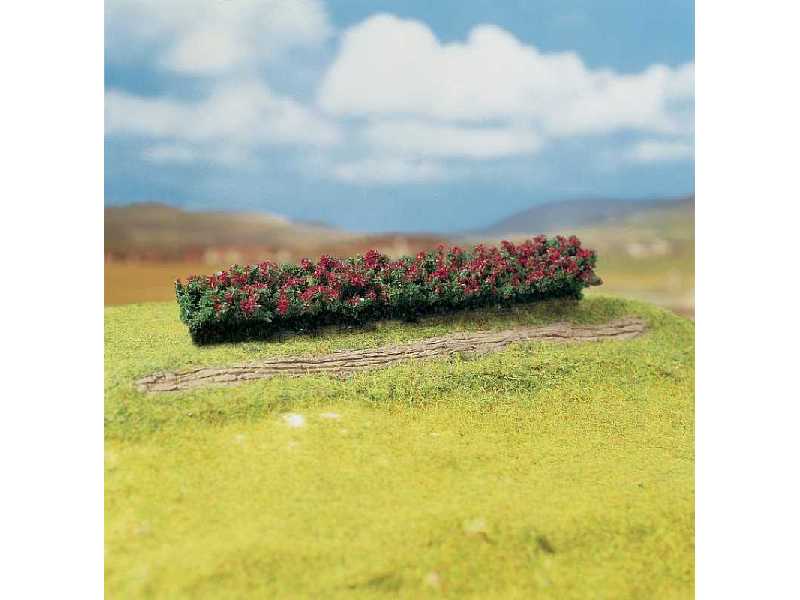 3 PREMIUM Hedges, red blooming - image 1