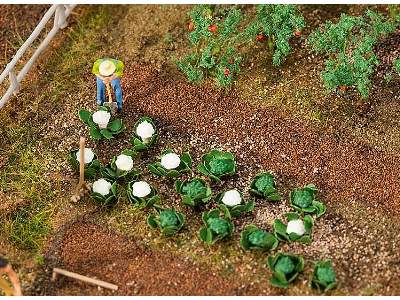 10 Heads of green cabbage and 10 heads of cauliflower - image 1