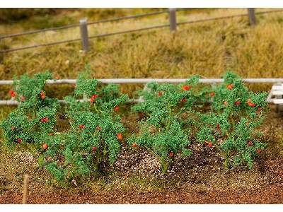 18 Tomato plants - image 1