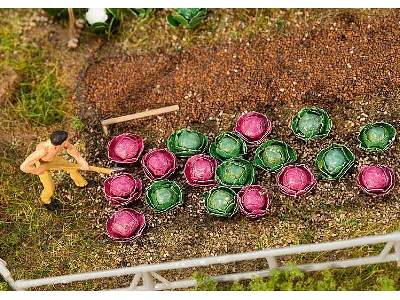 10 Heads of cabbage and 10 heads of red cabbage - image 1