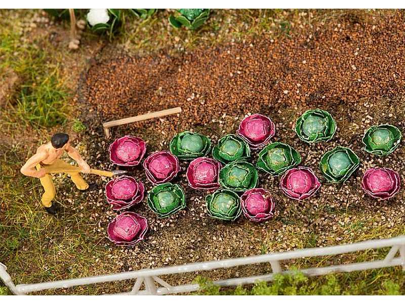 10 Heads of cabbage and 10 heads of red cabbage - image 1