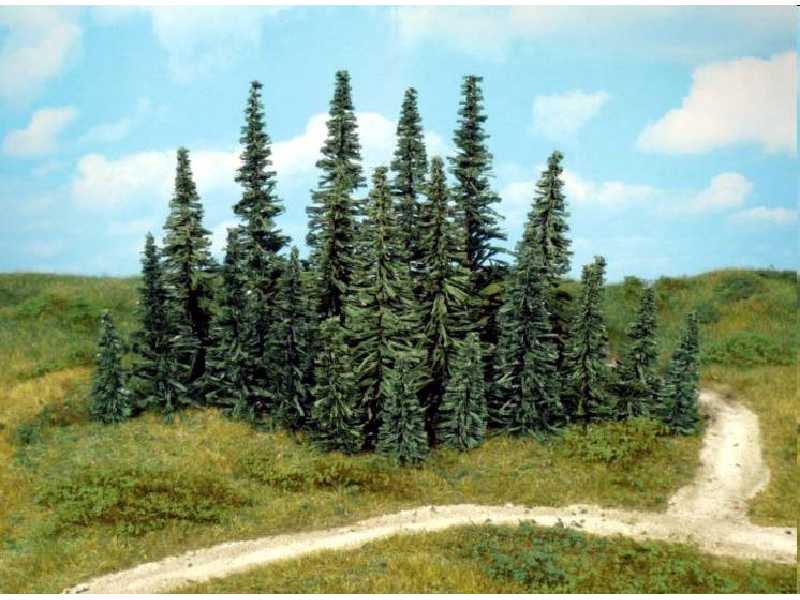 50 Fir trees 5-12 cm - image 1
